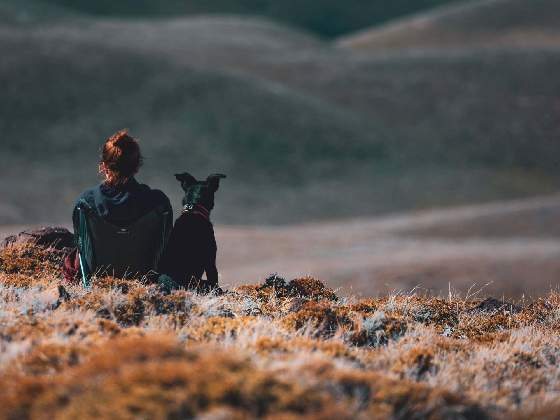 Hotel mit Hund gesucht? Hotel mit Hund gesucht?