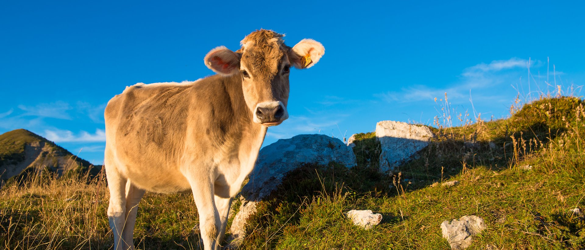 Sommerurlaub im Allgäu | Panoramahotel Oberjoch