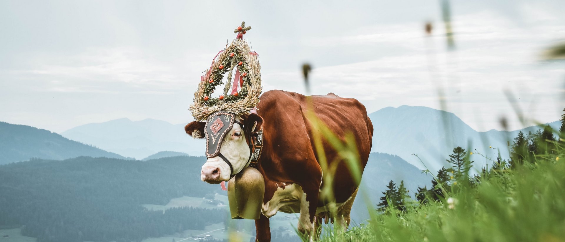 Viehscheid im Allgäu – gelebte Tradition