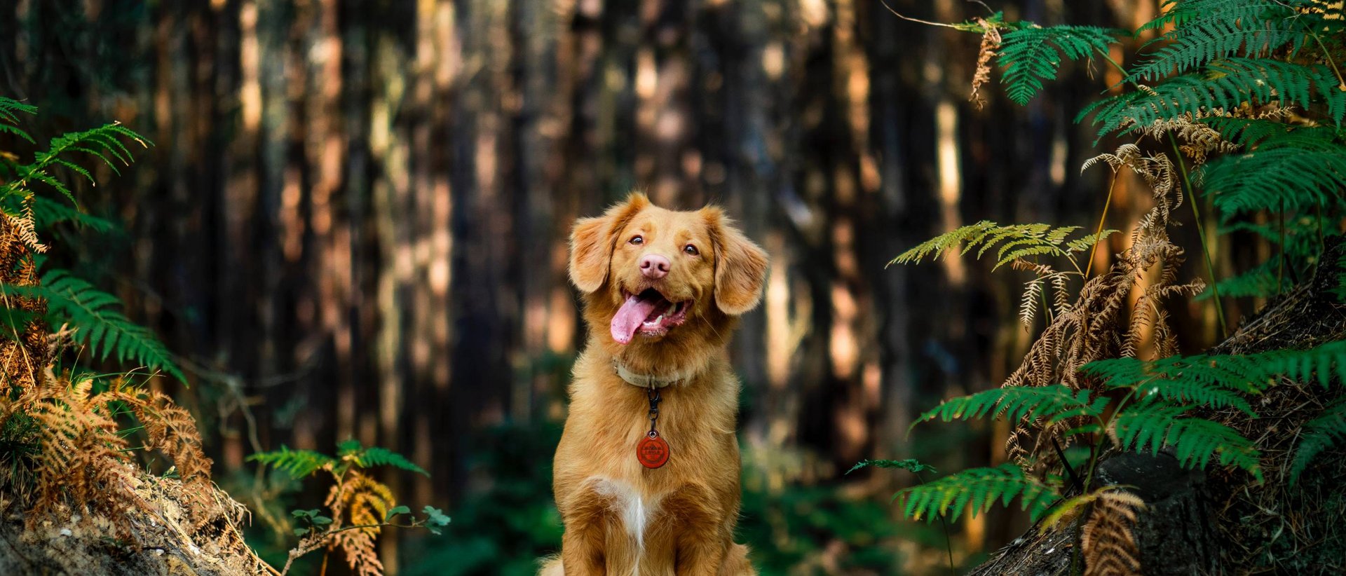 Hotel mit Hund gesucht?