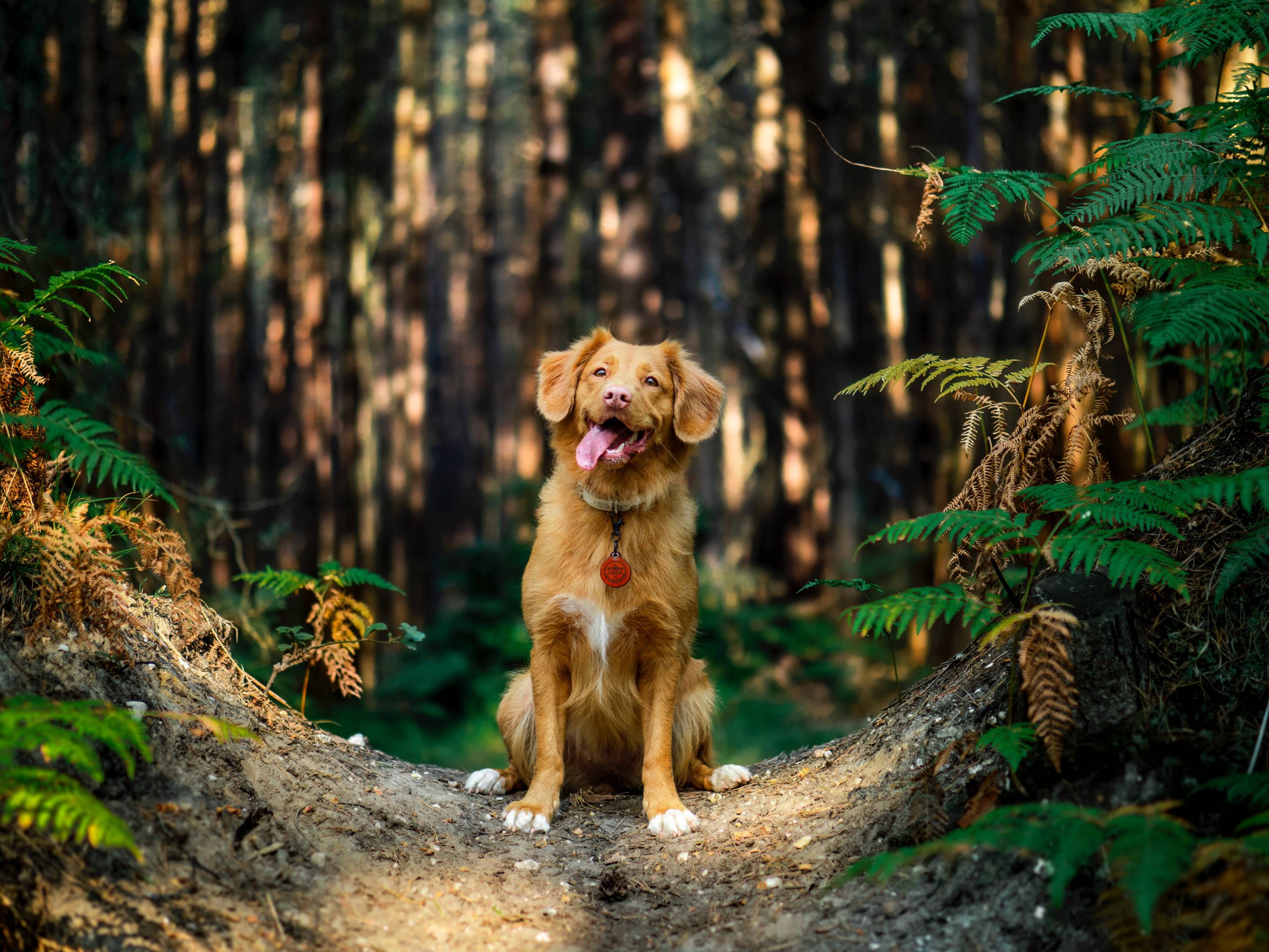 Hotel mit Hund gesucht?
